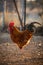 Rooster stands backlit on ground at sunset