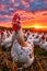 Rooster stands in field with many other chickens around him as the sun sets creating orange sky in the background