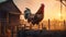 A rooster stands at the front of a barn at sunset, revealing the