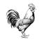 Rooster stands hand drawn sketch Agriculture farm