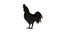 Rooster stands idle - silhouette