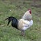 Rooster stands proudly in the grass