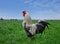 The rooster stands on a summer meadow overgrown with green grass, in the distance you can see the horizon