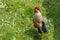 Rooster strutting on a green meadow