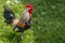 Rooster strutting on a green meadow