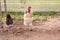 Rooster Strutting In Yard With Black Hen