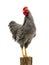 Rooster on stump isolated