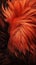 Rooster tail feathers dark shine high detail photography