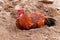 Rooster taking a sand bath in sand