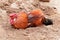 Rooster taking a sand bath in sand