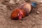 Rooster taking a sand bath in sand