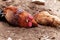 Rooster taking a sand bath in sand