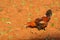 Rooster on tobacco plantation in the Vinales Valley Cuba