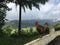 Rooster on Top of Hill Overlooking Hanalei Valley during Rain on Kauai Island, Hawaii.