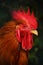 Rooster on traditional free range poultry farming