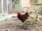 Rooster and two hens in the farmyard. birds walk freely in the chicken coop.