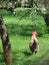 Rooster under the blooming trees