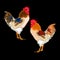 Rooster vector farm chicken illustration animal bird poultr