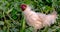 Rooster in the village yard