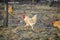 Rooster waling in a garden on an autumn day