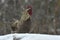 Rooster walk in snow in wintery landscape.