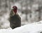 Rooster walk on snow in wintery landscape.