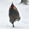 Rooster walk on snow in wintery landscape.