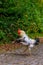 rooster walking on concrete road