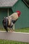 Rooster walking on fence.