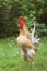 Rooster walking on green grass in the morning in the village in the summer