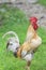 Rooster walking on green grass in the morning in the village in the summer