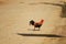 Rooster walking on the ground and nature