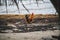 Rooster walking through piles of sargassum algaes at a Caribbean beach, Hopkins, Belize