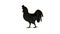 Rooster while walking - silhouette