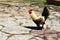 Rooster Walking on Stone Path