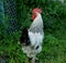 A rooster walks through the pasture of an Illinois farm