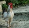 A rooster walks through the pasture of an Illinois farm