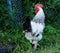 A rooster walks through the pasture of an Illinois farm