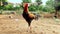 Rooster watching camera close nature background