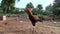 Rooster watching camera close nature background