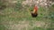 Rooster watching camera in slow motion