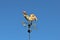 Rooster Weather Vane