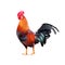 Rooster on white background