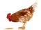 Rooster on white background, object, live chicken, one closeup farm animal