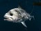 Roosterfish swimming underwater in warm waters
