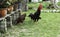 Roosters around house compound