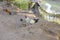 Roosters in cages on Mekong River in Vietnam