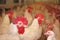 Roosters in Chicken Farm