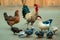 Roosters, chickens, ducks and pigeons are eating together