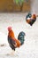 Roosters or cockerels in a yard